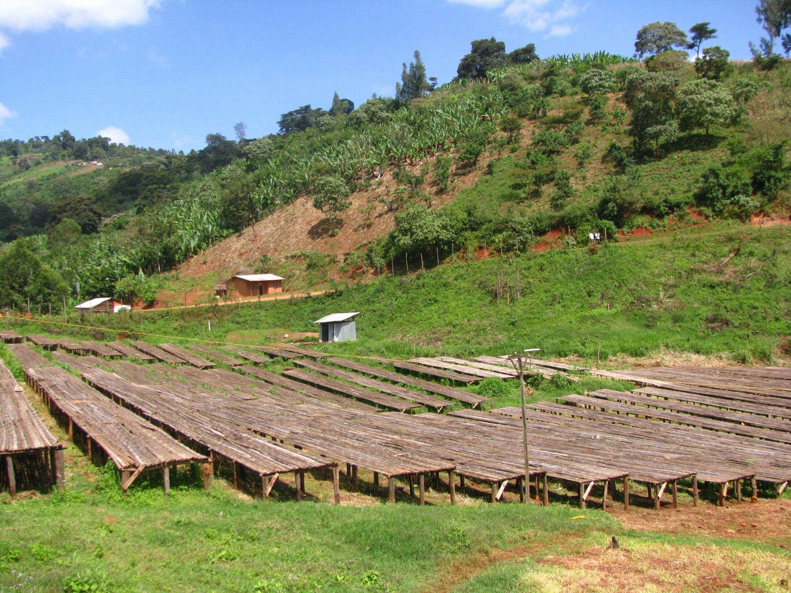 ETHIOPIA 🇪🇹 Uraga ( filter )
Uraga- Raro Nensebo - الصورة 3