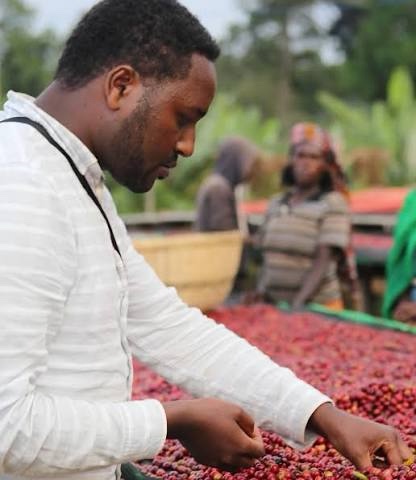ETHIOPIA 🇪🇹 Uraga ( filter )
Uraga- Raro Nensebo