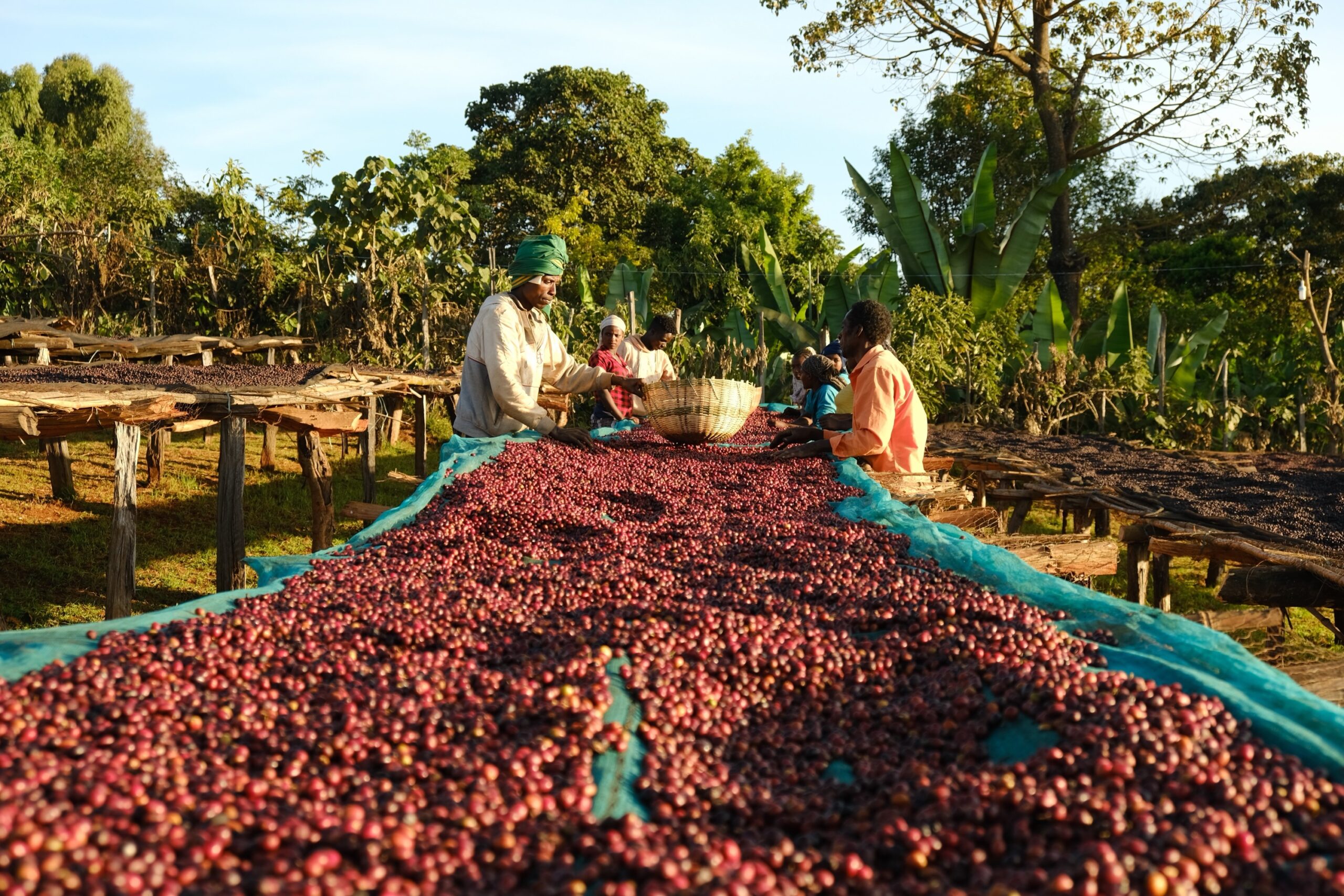 ETHIOPIA 🇪🇹 Uraga ( filter )
Uraga- Raro Nensebo - الصورة 2